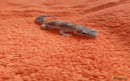 Leopard Gecko reptiles for sale: Baby leopard geckos  - Image 12