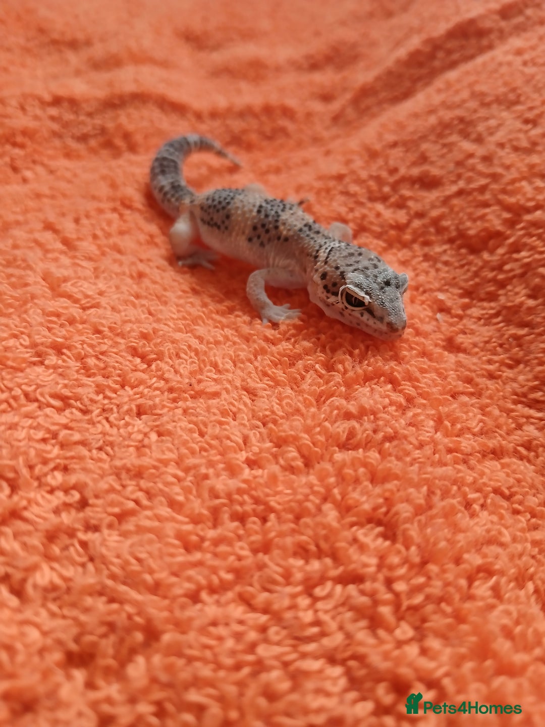 Leopard Gecko reptiles for sale: Baby leopard geckos  - Image 12