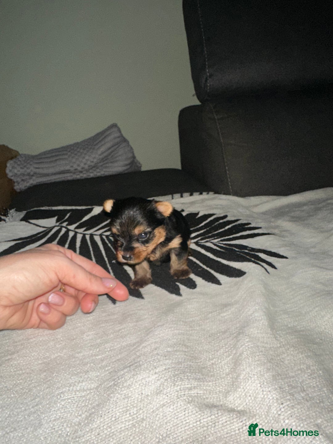 Yorkshire Terrier dogs for sale: 6 weeks 3 Miniature yorkshire terrier pupps - Advert 4