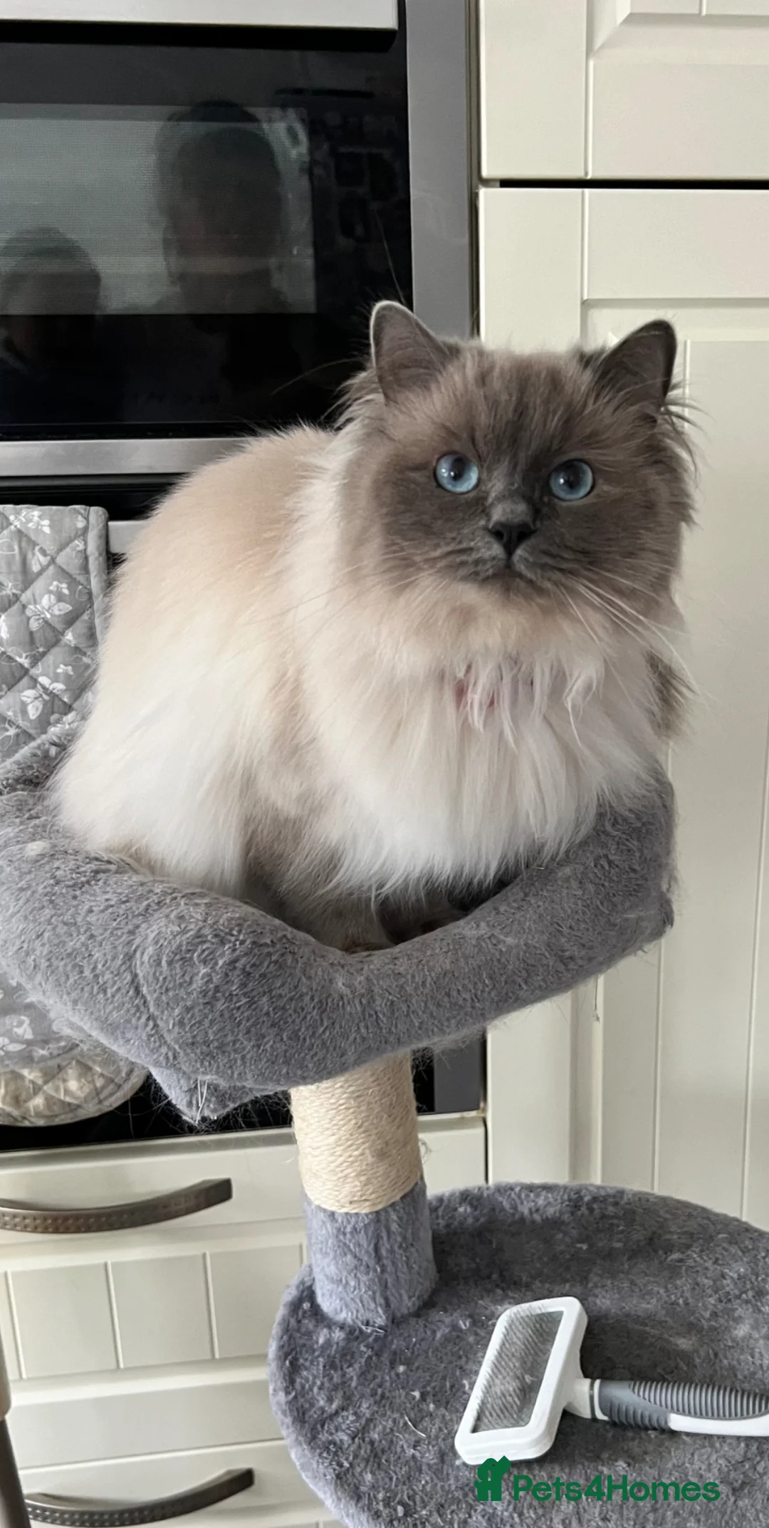 Ragdoll cats for sale: Last little girl - Advert 9