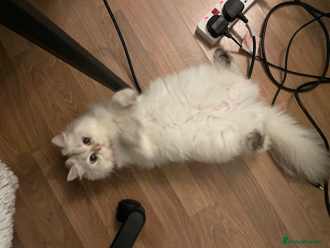 British Longhair cats for sale: PRINCESS Porscha - Advert 5