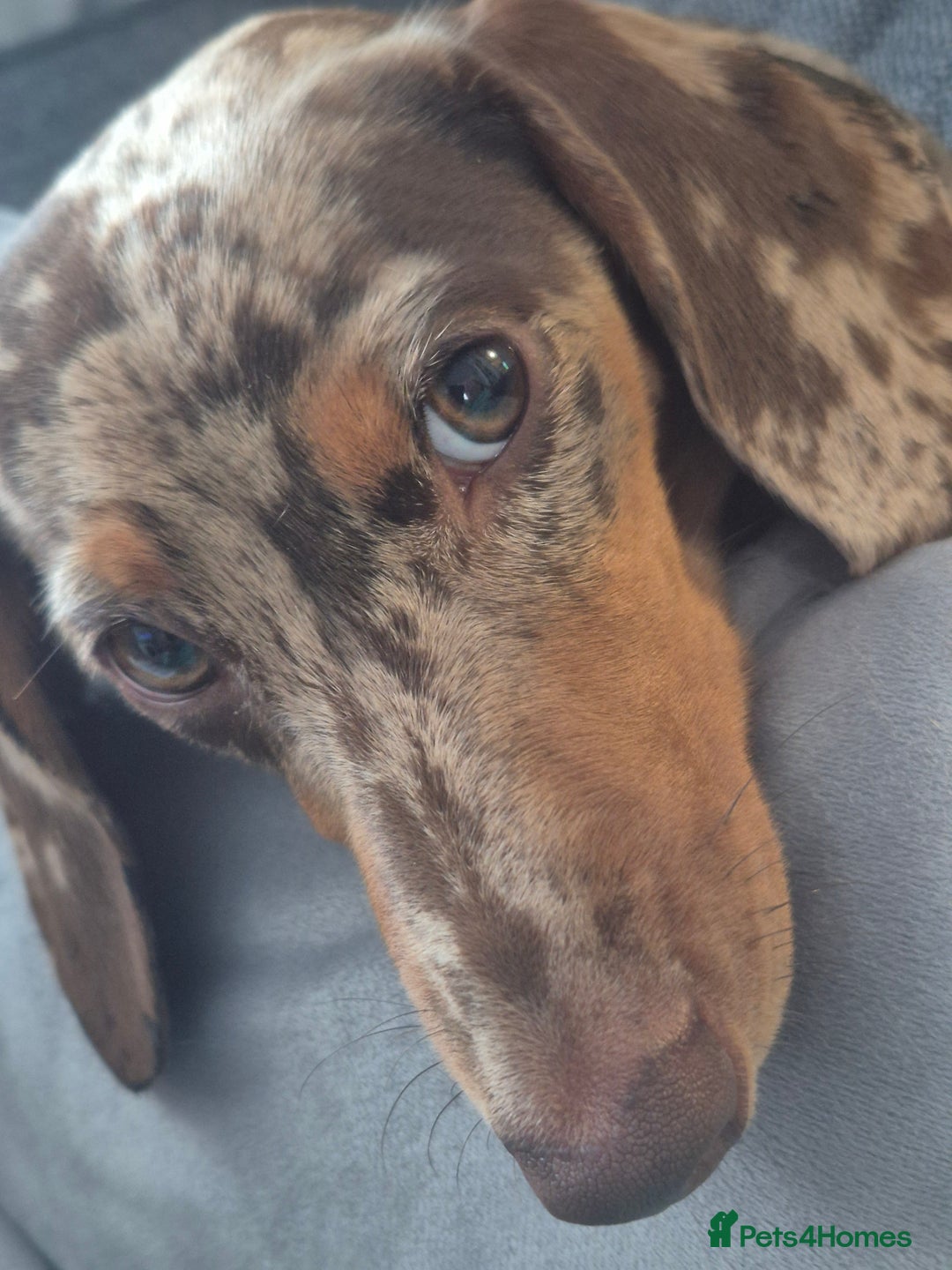 Miniature Dachshund dogs for sale: Miniature  Dachshund  chocolate dapple female - Image 2