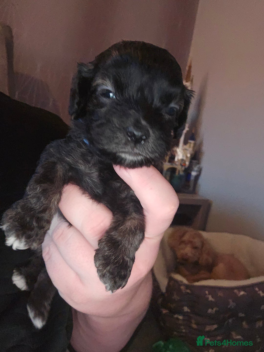 Shihpoo dogs for sale: 🐾REDUCED 2 Boys £800 - Shihpoo Puppies🐾 - Advert 21