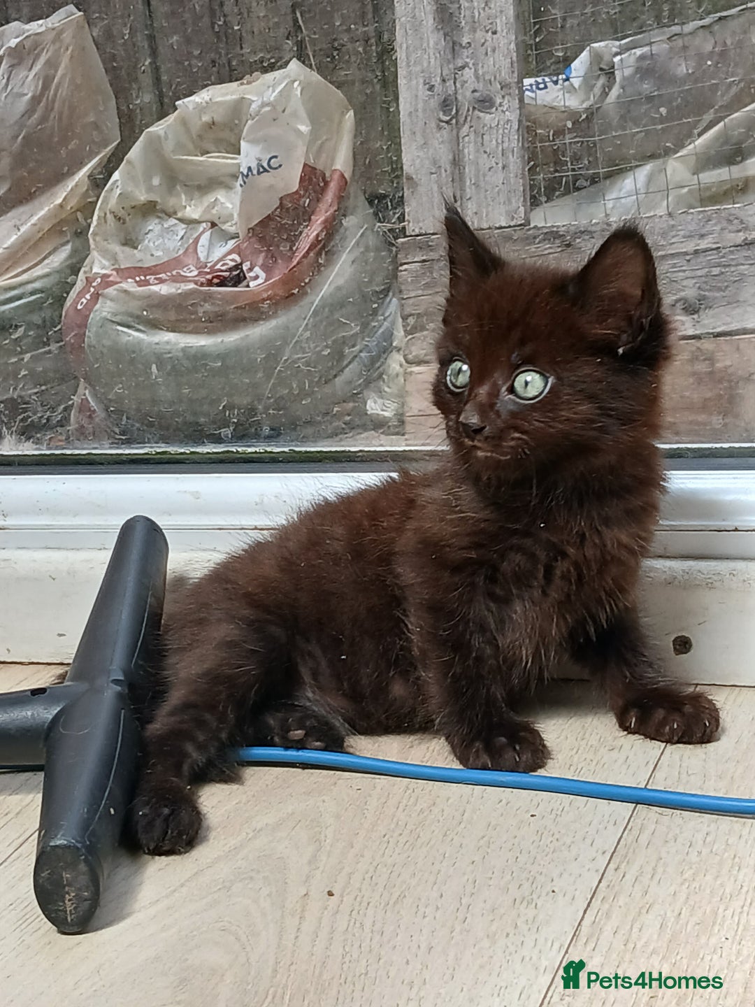 Mixed Breed cats for sale: Cute bengal mixed kittens for sale - Image 2