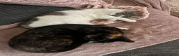 Mixed Breed cats for sale: 2 female cats for sale in Norwich - Advert 5