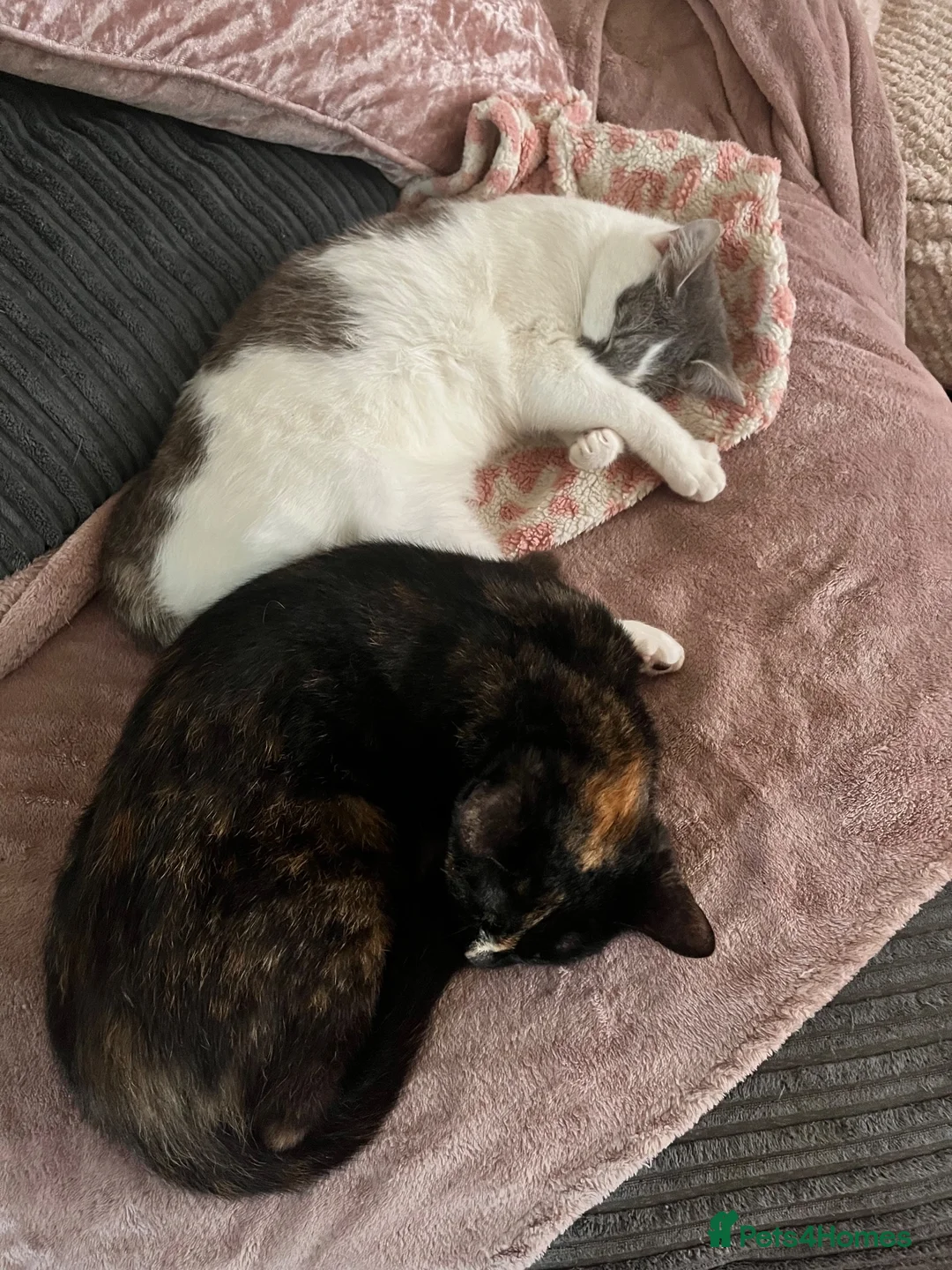 Mixed Breed cats for sale: 2 female cats for sale in Norwich - Advert 5