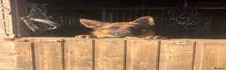 German Shepherd dogs for sale: Incredible KC reg German Shepherd - Advert 1