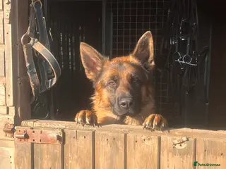 German Shepherd dogs Incredible KC reg German Shepherd - Advert 10