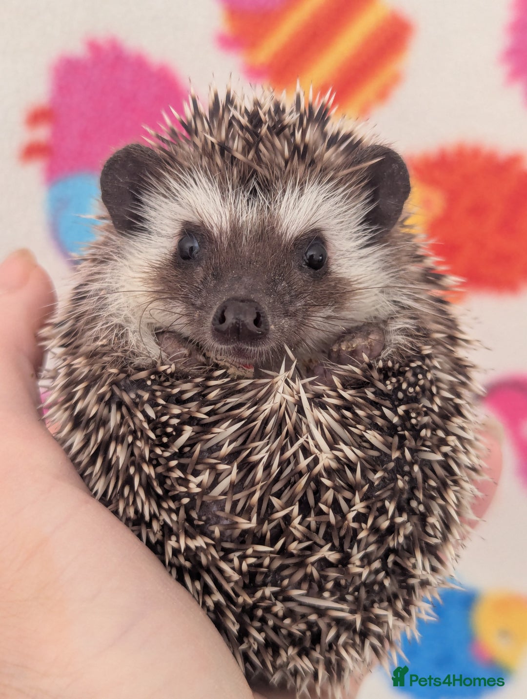 Pygmy Hedgehog rodents for sale: Beautiful Baby Hoglets Ready Now - Image 6