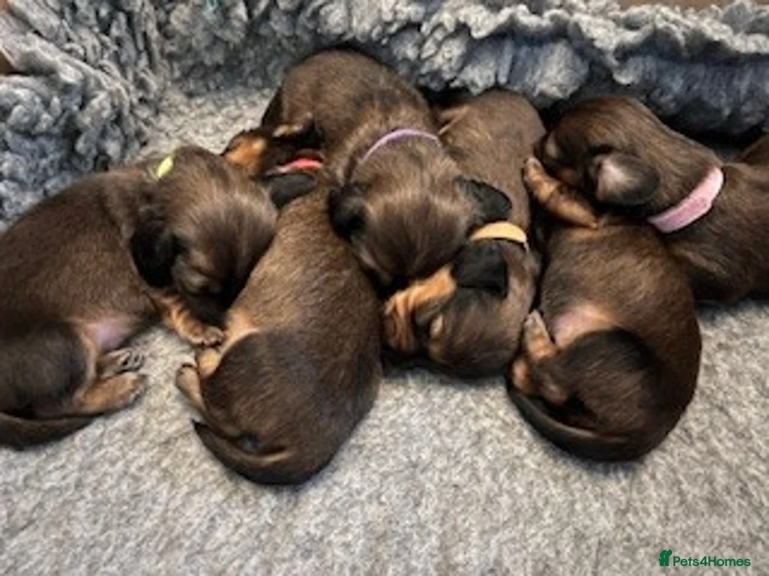 Miniature Dachshund dogs for sale: ⭐️⭐⭐️⭐️⭐️ Last two Males Reserve Now!  - Advert 3
