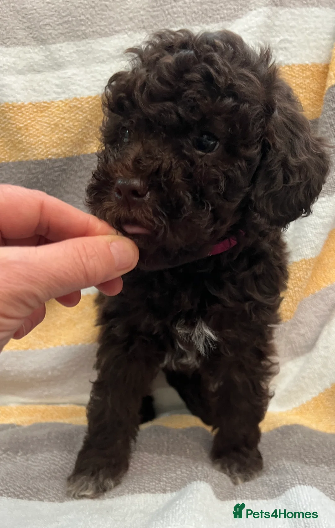 Lagotto Romagnolo dogs for sale: KC Fully Vacc Lagotto Puppies - Advert 10