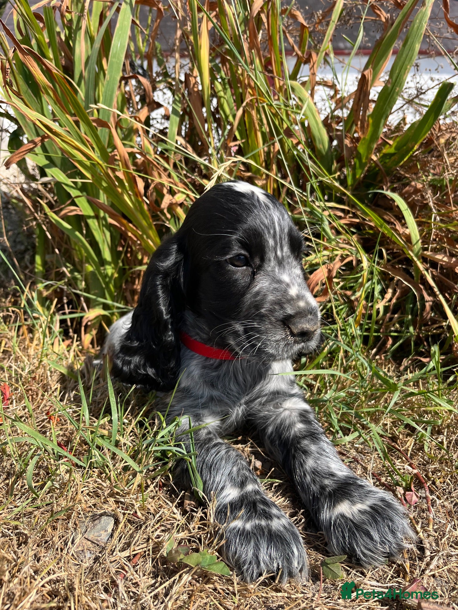 Cocker Spaniel dogs Show type cocker spaniel puppies  - Advert 3