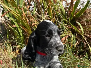 Cocker Spaniel dogs Show type cocker spaniel puppies - Advert 3
