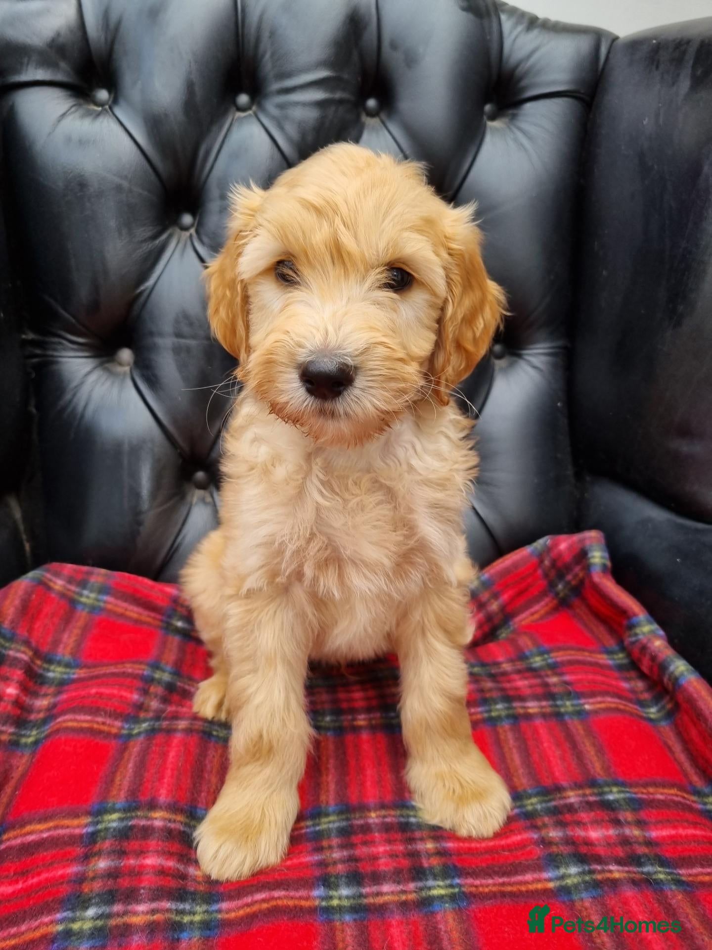 Goldendoodle dogs Teddy Bear F2b Goldendoodle puppies - READY NOW - Advert 8