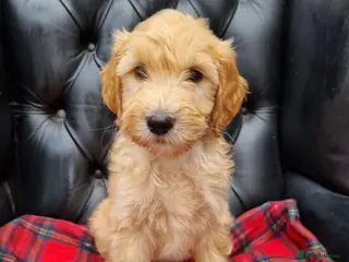 Goldendoodle dogs Teddy Bear F2b Goldendoodle puppies - READY NOW - Advert 8