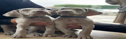Weimaraner dogs for sale: 🐾Ready Now KC REG SILVER WEIMARANER PUPPIES 🐾 - Advert 1