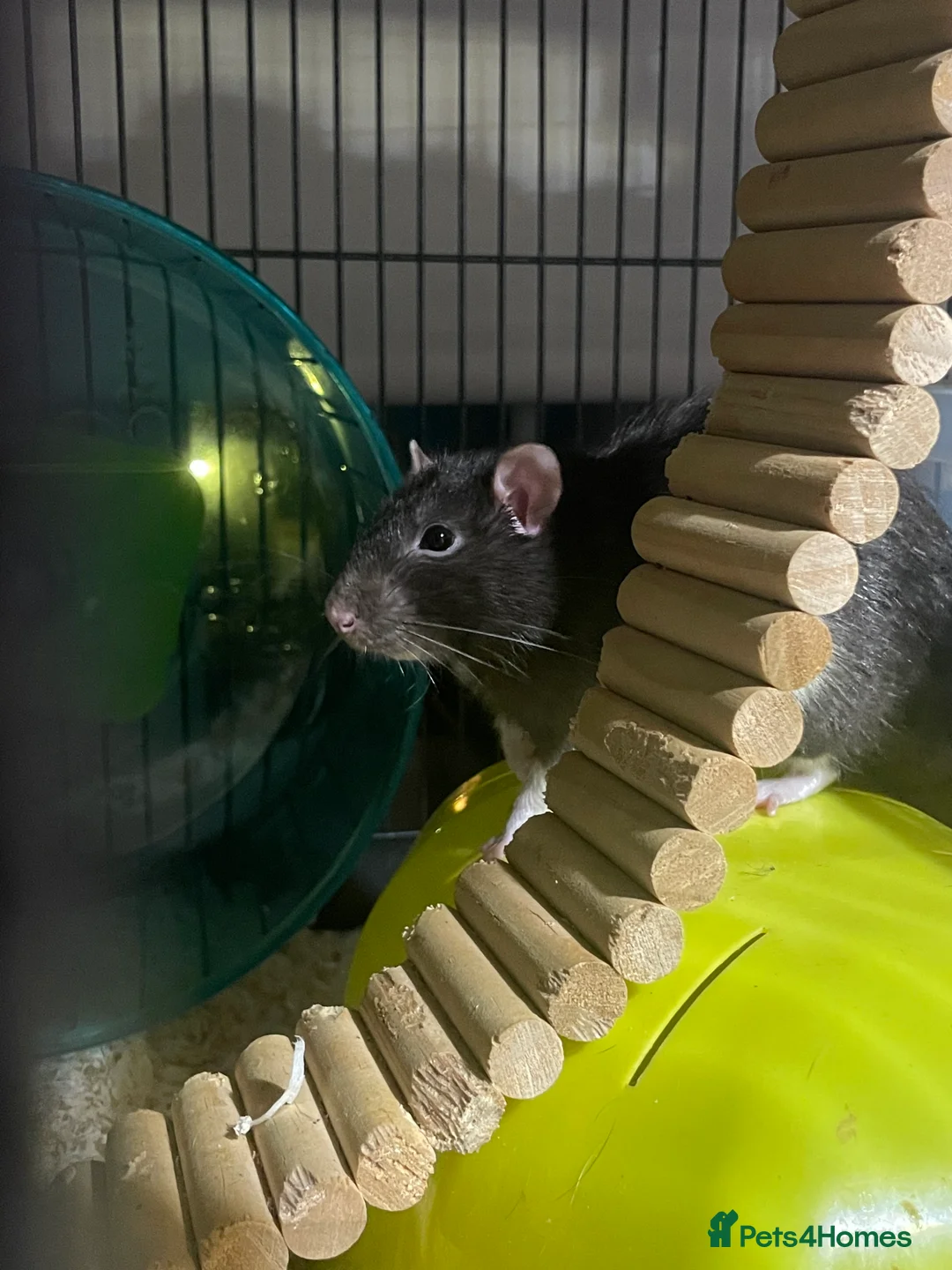 Rat rodents for sale: 4 super friendly precious male rats <3 in Highbridge - Advert 3