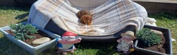 Dachshund dogs for sale: OUTSTANDING KC reg, smooth,standard dachshund  - Advert 14