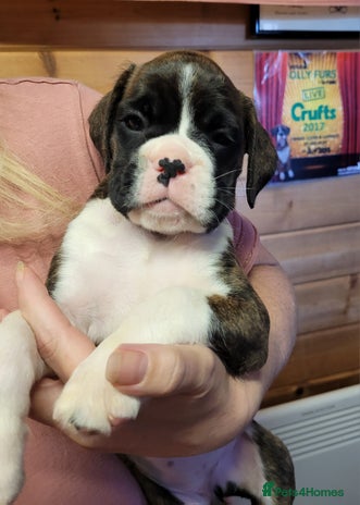 Boxer dogs - Advert 2