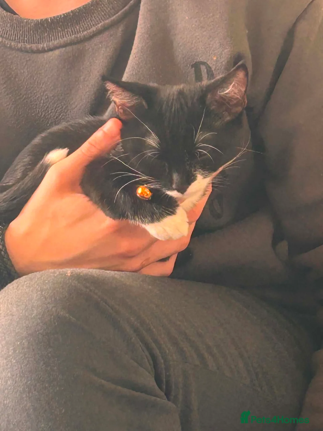 British Shorthair cats for sale: 2x Female pure British shorthairs 10 months old - Advert 2