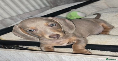 Miniature Dachshund dogs - Advert 12