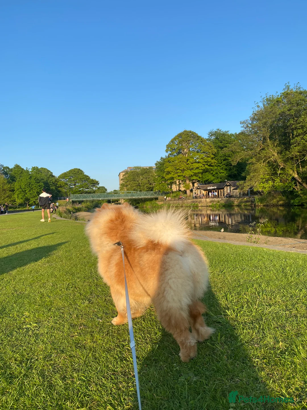 Chow Chow dogs for sale: Chow chow - Advert 26