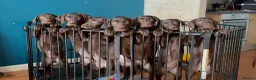 Labrador Retriever dogs for sale: FULLY VACCINATED & DEWORMED CAN LEAVE NOW! - Advert 4