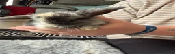 Dwarf Lop rabbits for sale: Baby kits for sale.  - Advert 11