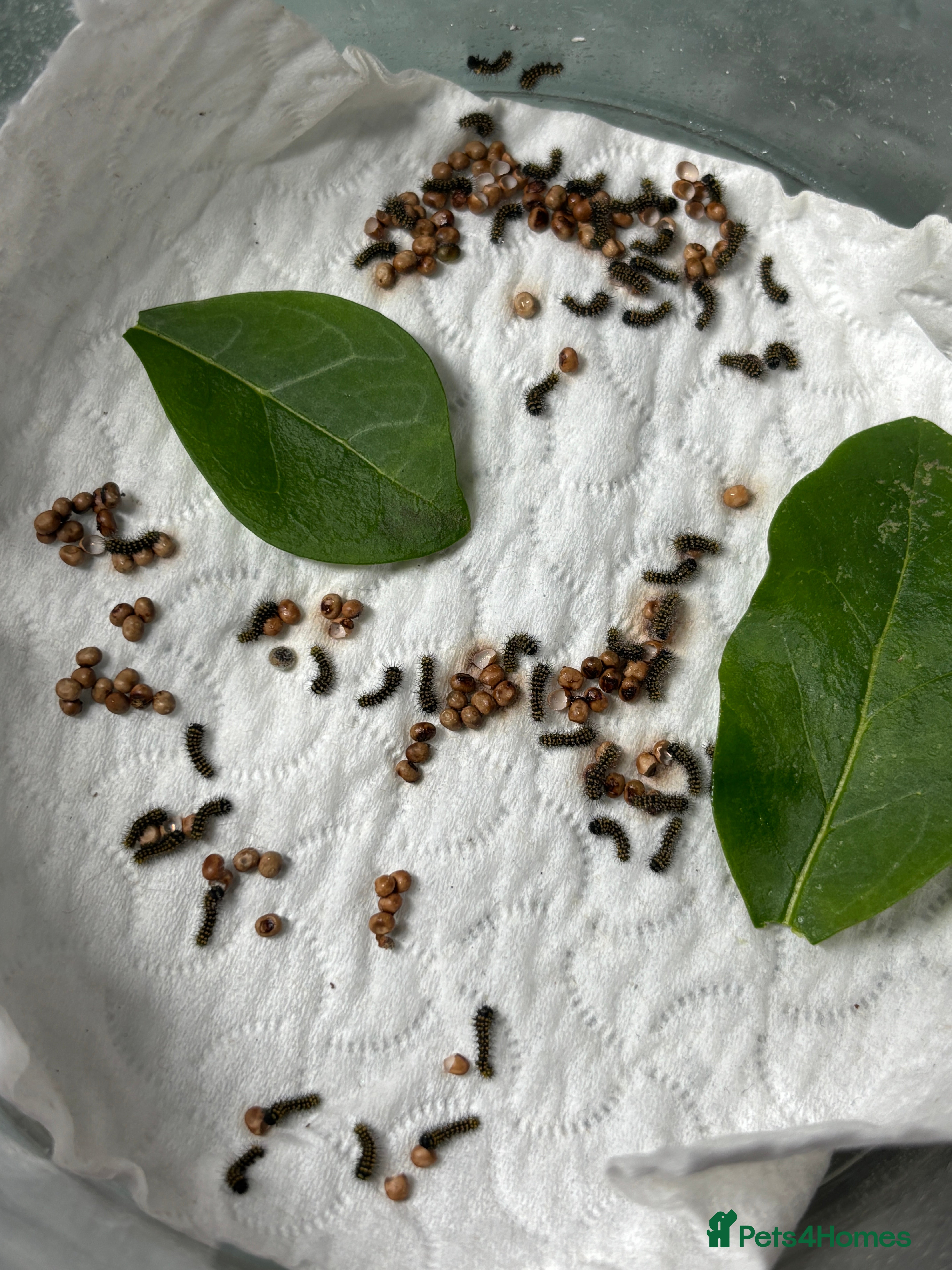 Mixed Breed invertebrates Madagascan bullseye caterpillars - Advert 1