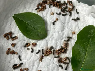 Mixed Breed invertebrates Madagascan bullseye caterpillars - Advert 1