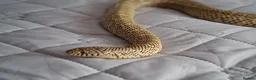 King Snake reptiles for sale: Blotched king snake - Advert 1