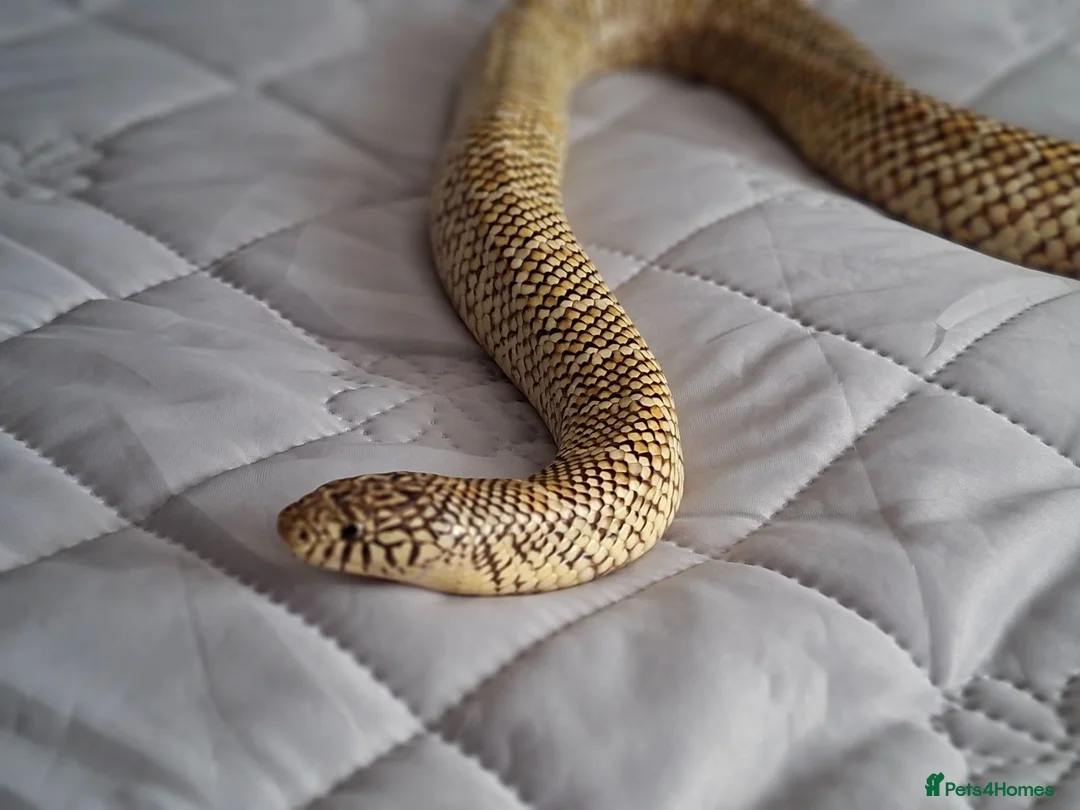 King Snake reptiles for sale: Blotched king snake - Advert 1