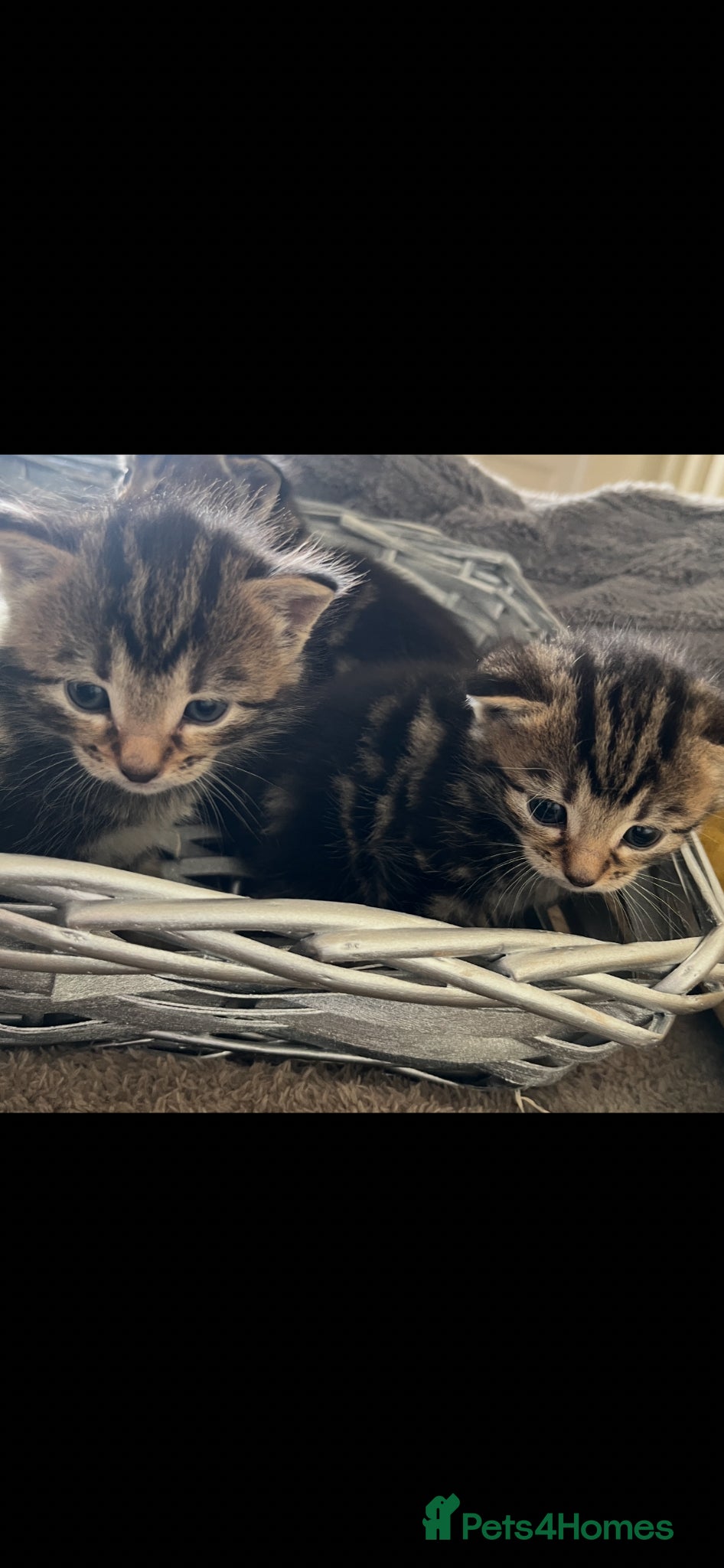 British Shorthair cats British Shorthair cross Kittens - Advert 5