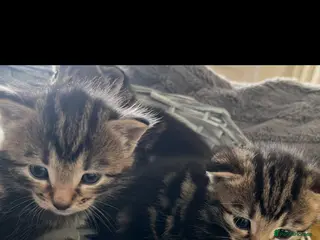 British Shorthair cats British Shorthair cross Kittens - Advert 5