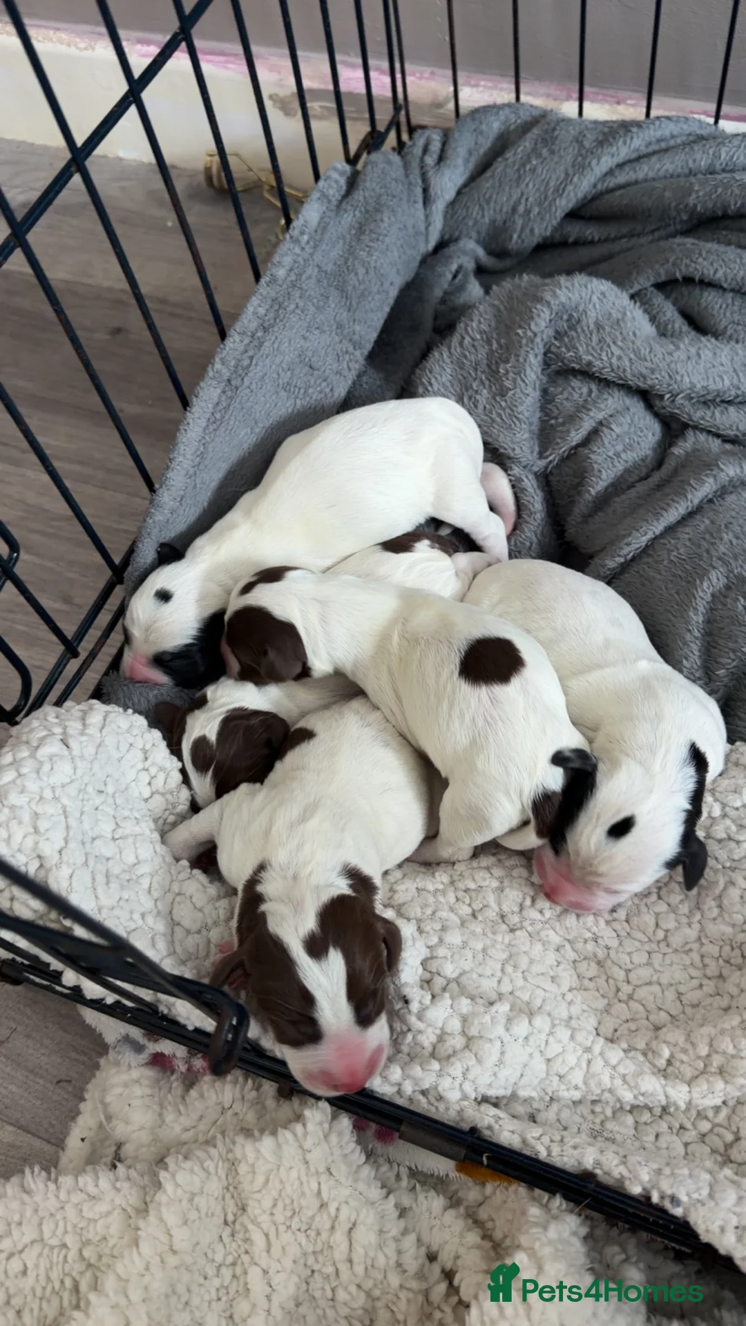 Mixed Breed dogs for sale: Spreagle  in Launceston - Advert 4