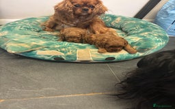 Cavapoo dogs for sale: Two Extensively Health Tested Cavapoo Girls   - Image 11