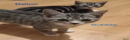 British Shorthair cats for sale: Beautiful Silver Spotted and Silver Tabby kittens. - Advert 6