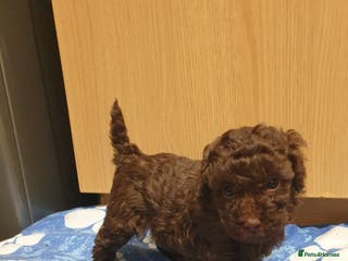 Poodle dogs Poodle's - Advert 1