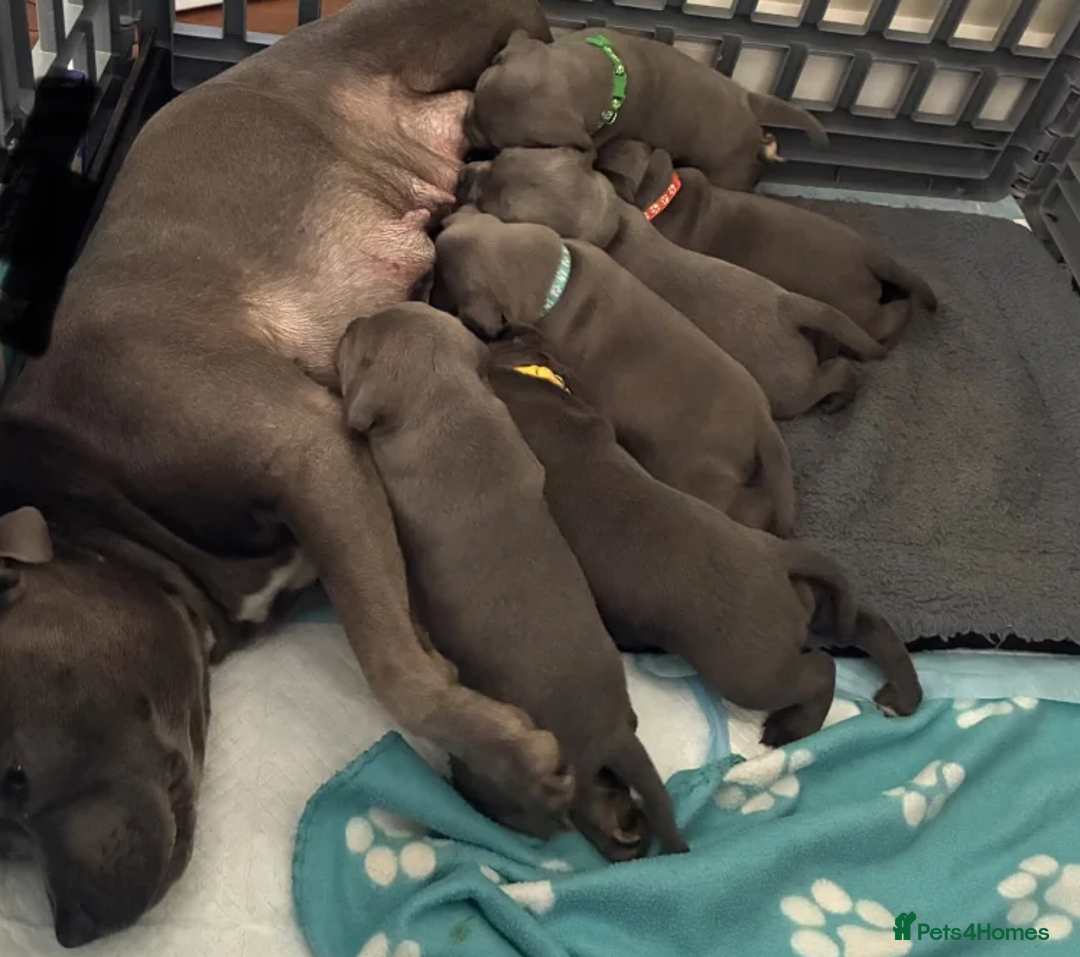 Staffordshire Bull Terrier dogs for sale: Classic Staffy Looks, Softest Hearts - Advert 5