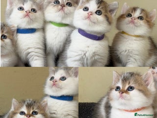 British Shorthair cats - Advert 2