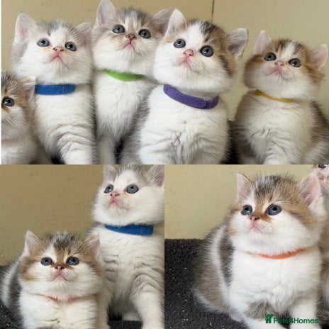 British Shorthair cats - Advert 3