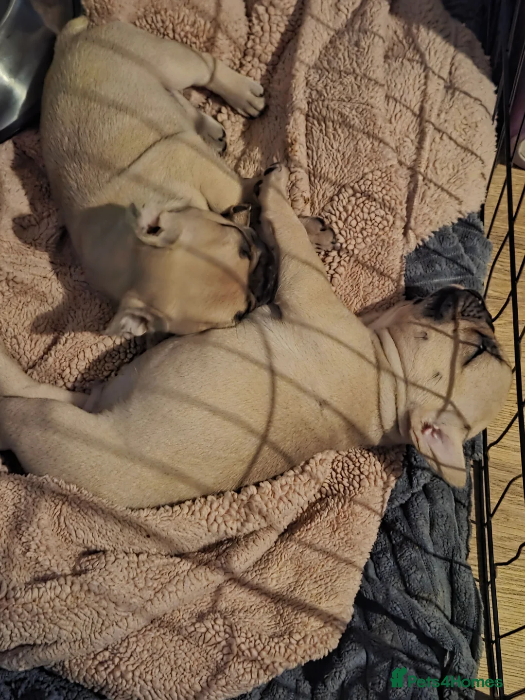 French Bulldog dogs for sale: French bulldog puppies  - Advert 2