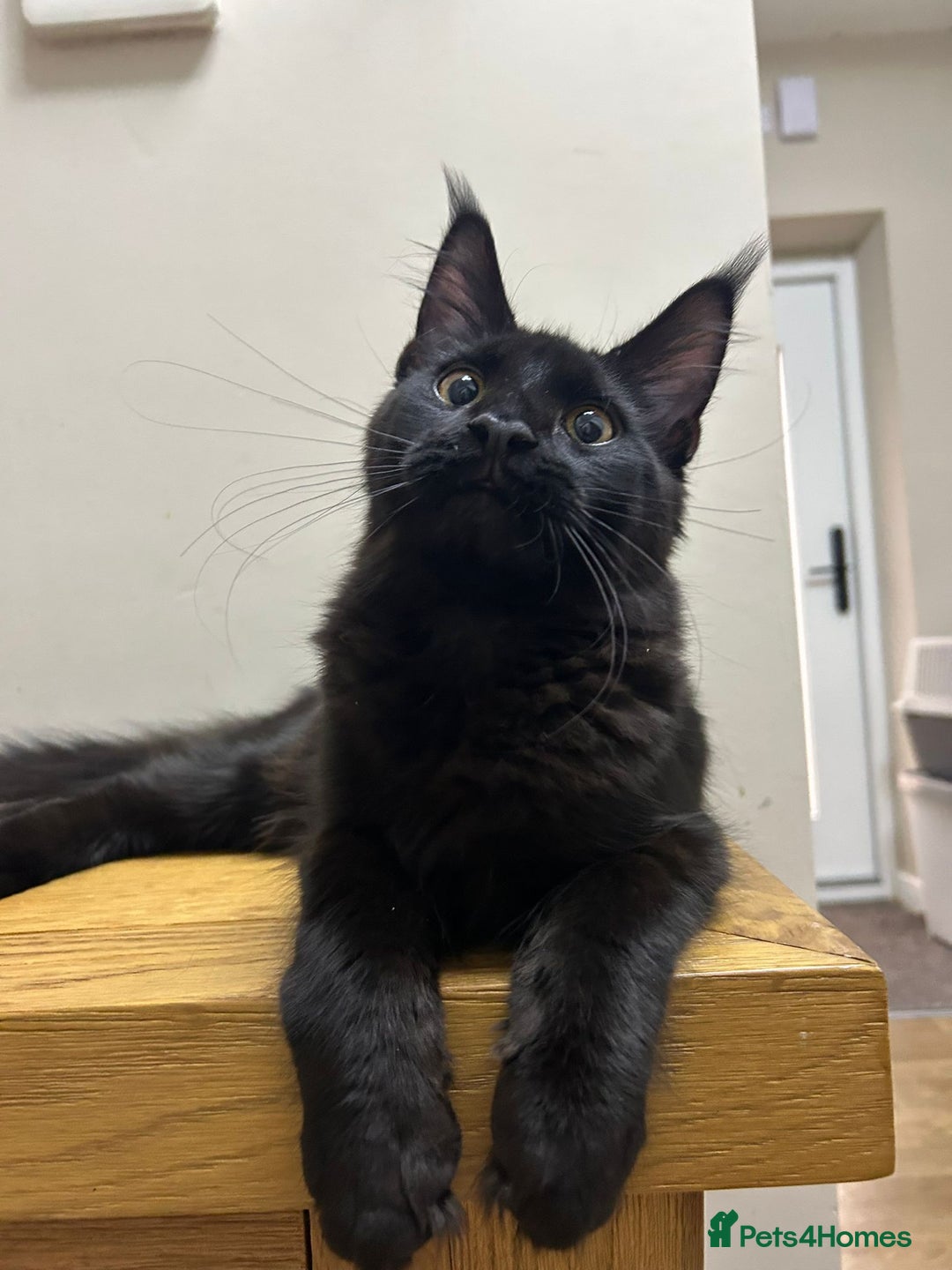 Maine Coon cats for sale: Pure maine coon kittens - Image 3