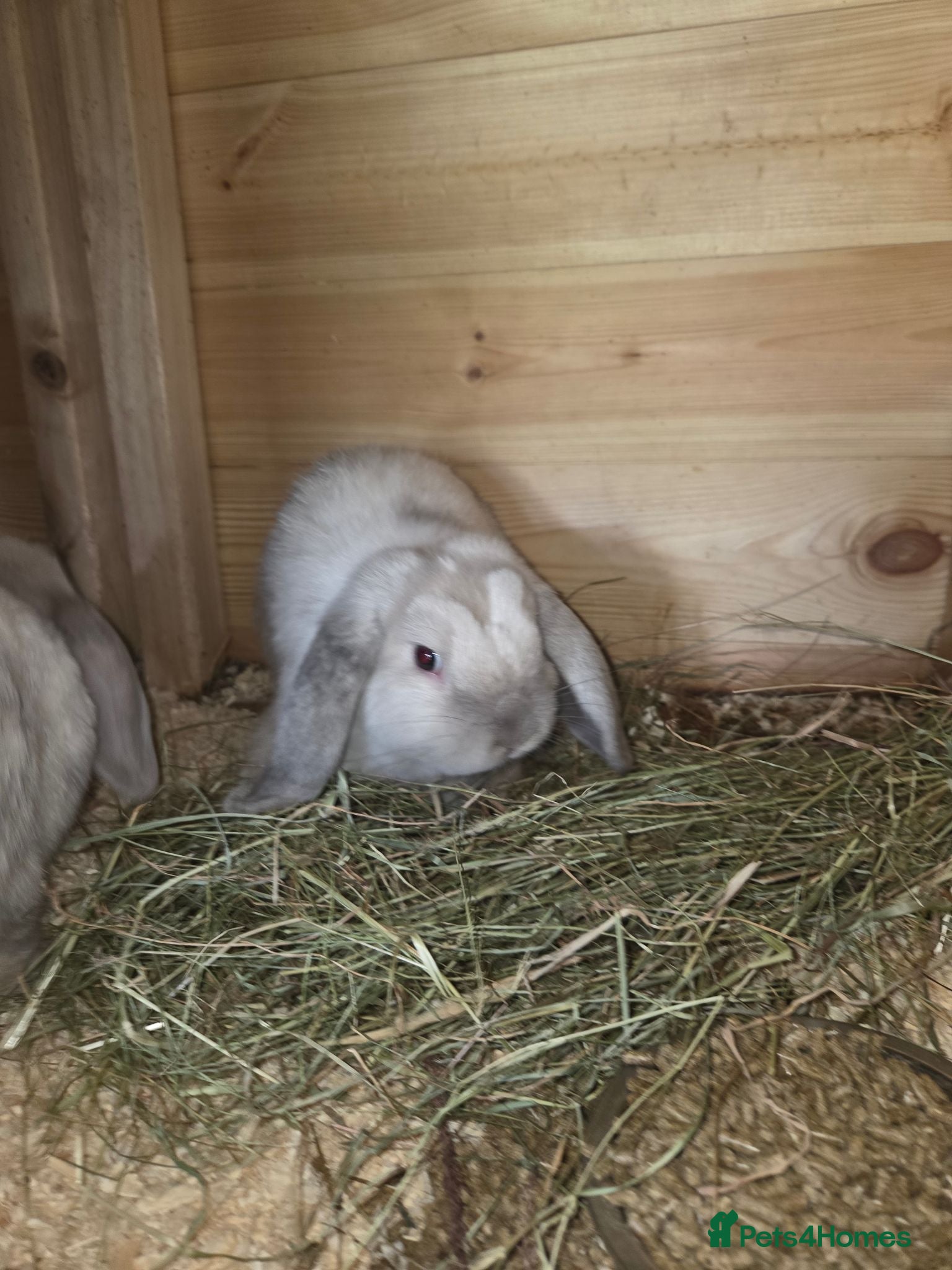 Mini Lop rabbits Pure bred mini lop bunnies - Advert 1