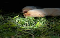 Labrador Retriever dogs for sale: KC health tested Labrador Pups  - Image 6