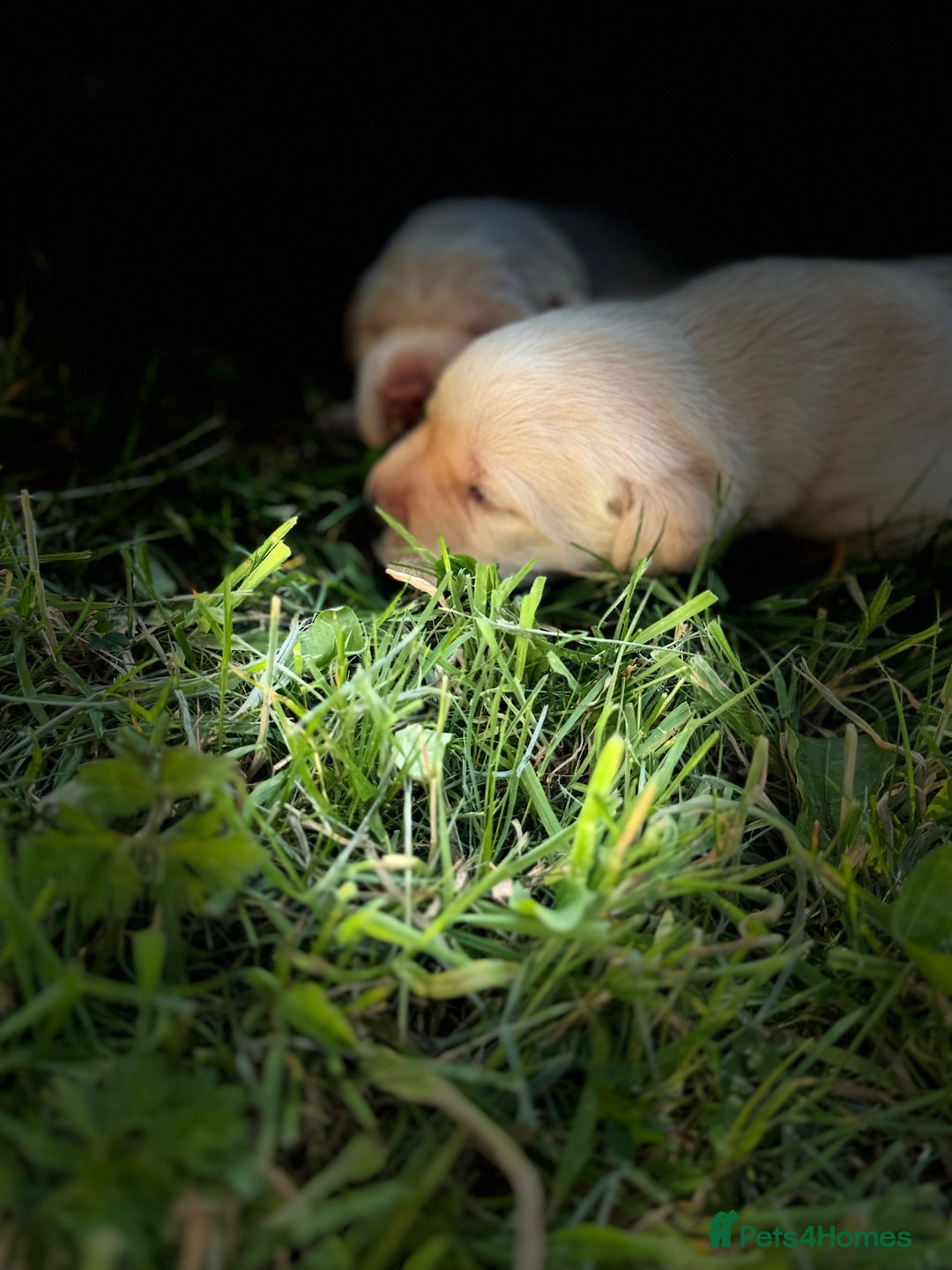 Labrador Retriever dogs for sale: KC health tested Labrador Pups  - Image 6