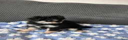 Chihuahua dogs for sale:  ❤️READY NOW ❤️ KC LONG COAT CHIHUAHUA PUPPIES  - Advert 10