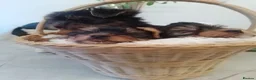 Yorkshire Terrier dogs for sale: puppies available  in Cambridge - Advert 4