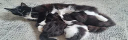 Mixed Breed cats for sale: Lovely fluffy kittens for sale - Advert 14