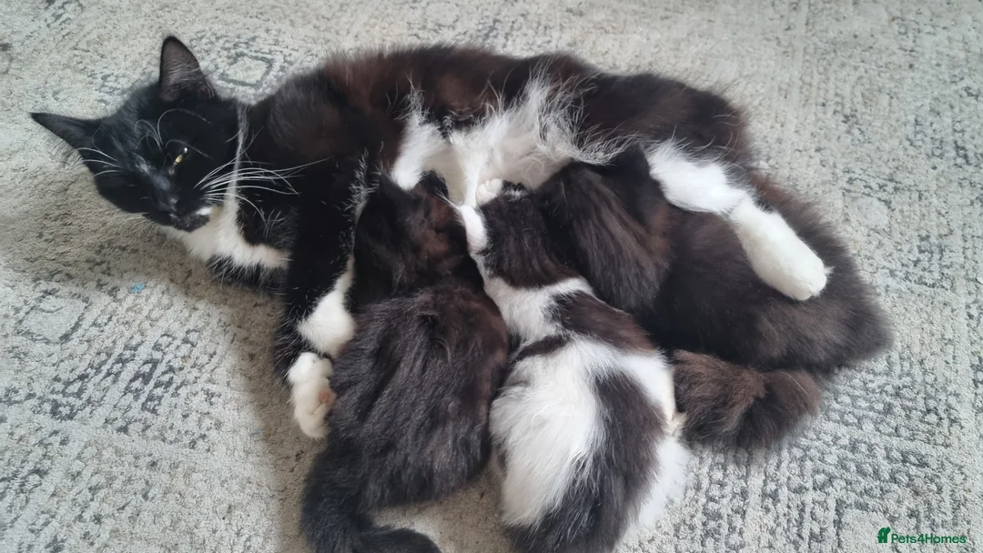Mixed Breed cats for sale: Lovely fluffy kittens for sale - Advert 14
